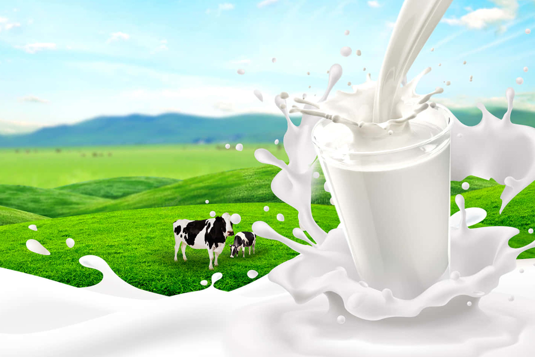 Milk Dairy