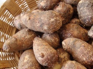 Colocasia